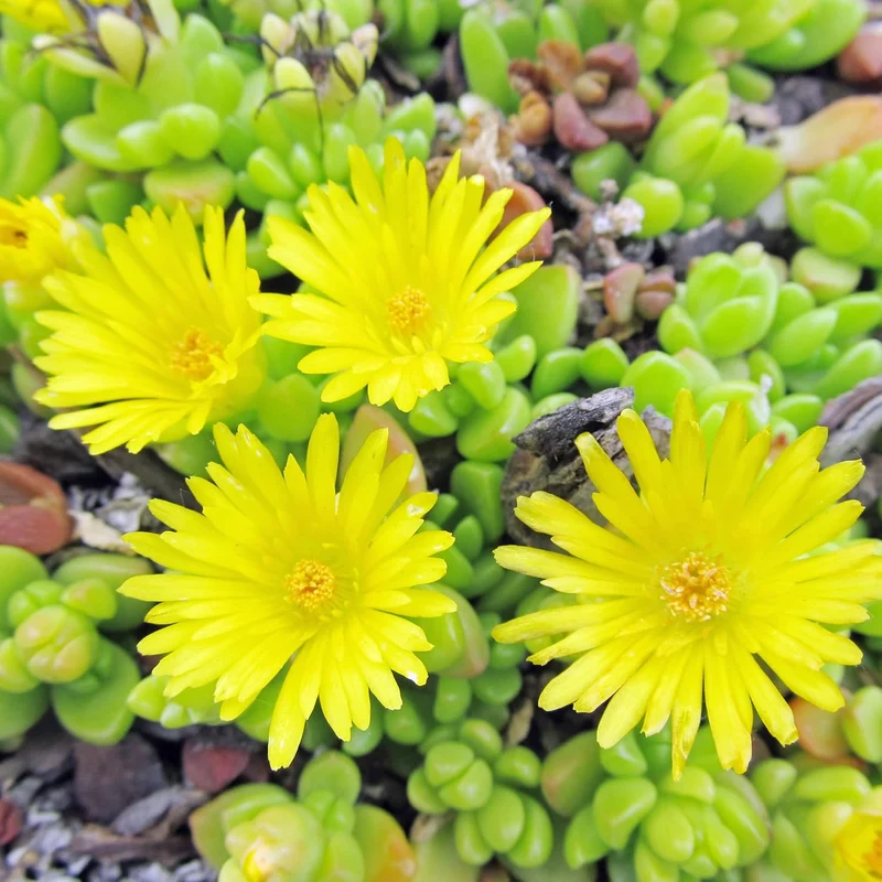 Yellow Ice Plant Seeds – Drought-Tolerant Ground Cover for Rock Gardens