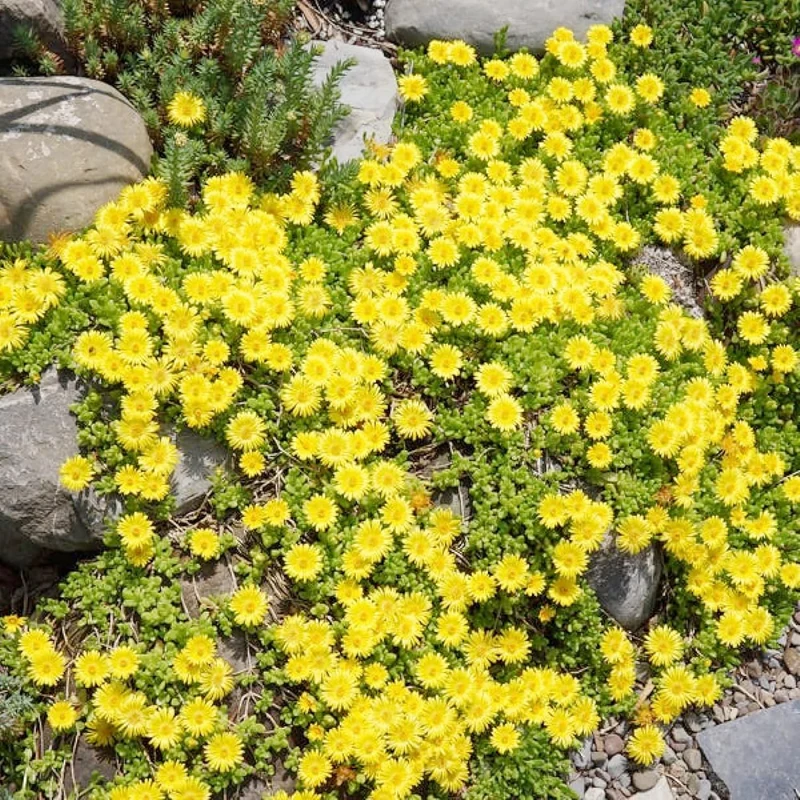 Yellow Ice Plant Seeds – Drought-Tolerant Ground Cover for Rock Gardens