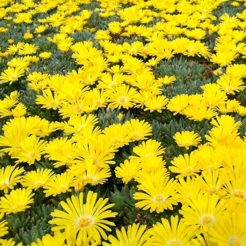 Yellow Ice Plant Seeds – Drought-Tolerant Ground Cover for Rock Gardens