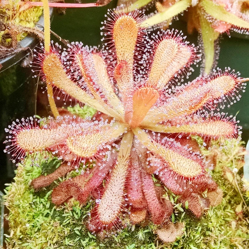 Sundew Seeds Drosera Carnivorous Plants, Unique Insect Capturing Method, Ornamental Indoor And Outdoor Plants