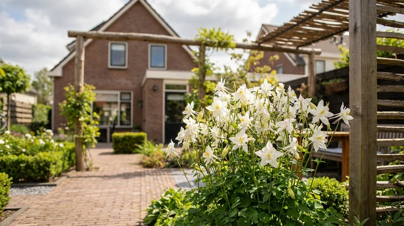 Akelei (Aquilegia 'Kristall')