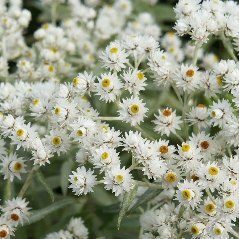 Sibirisches Edelweiß (Anaphalis triplinervis)