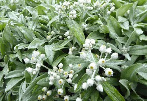Sibirisches Edelweiß (Anaphalis triplinervis)
