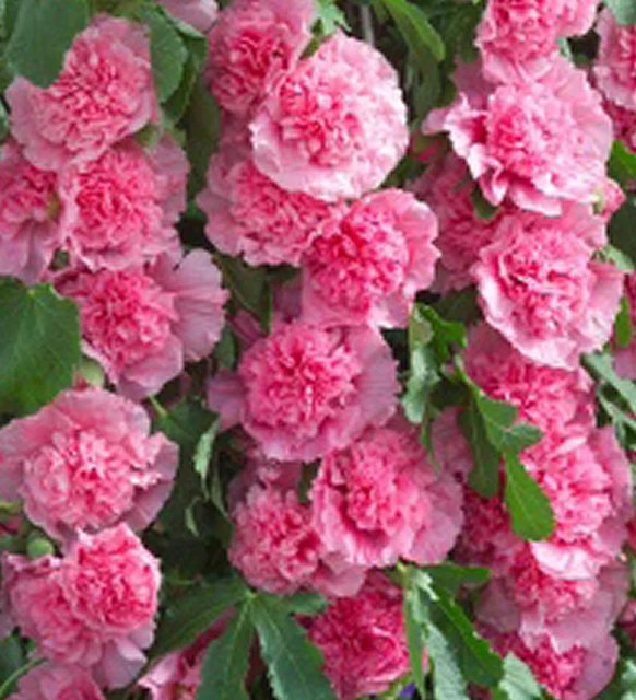 Stockrose (Alcea rosea 'Roseum')