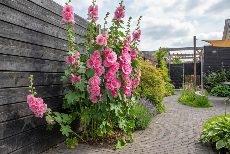 Stockrose (Alcea rosea 'Roseum')