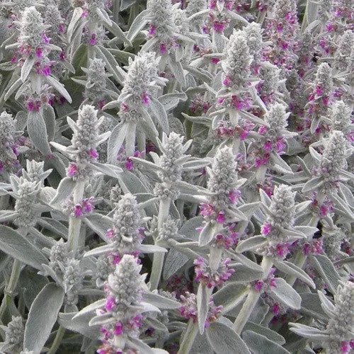 Hundsohr (Stachys byzantina 'Silver Carpet')