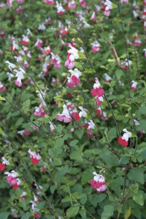 Salbei (Salvia microphylla 'Hotlips')