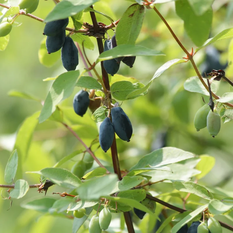 Bio-Honigbeere