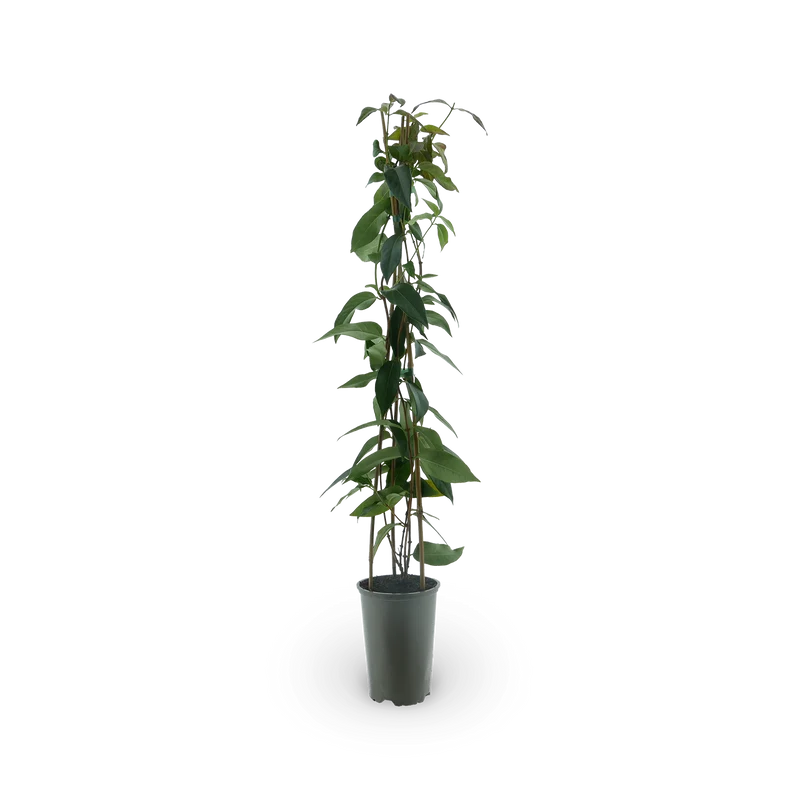 Immergrünes Geißblatt 'Copper Beauty'