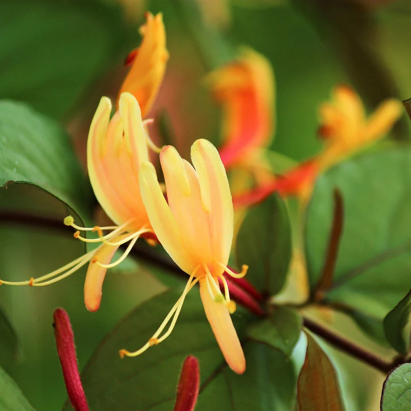 Immergrünes Geißblatt 'Copper Beauty'