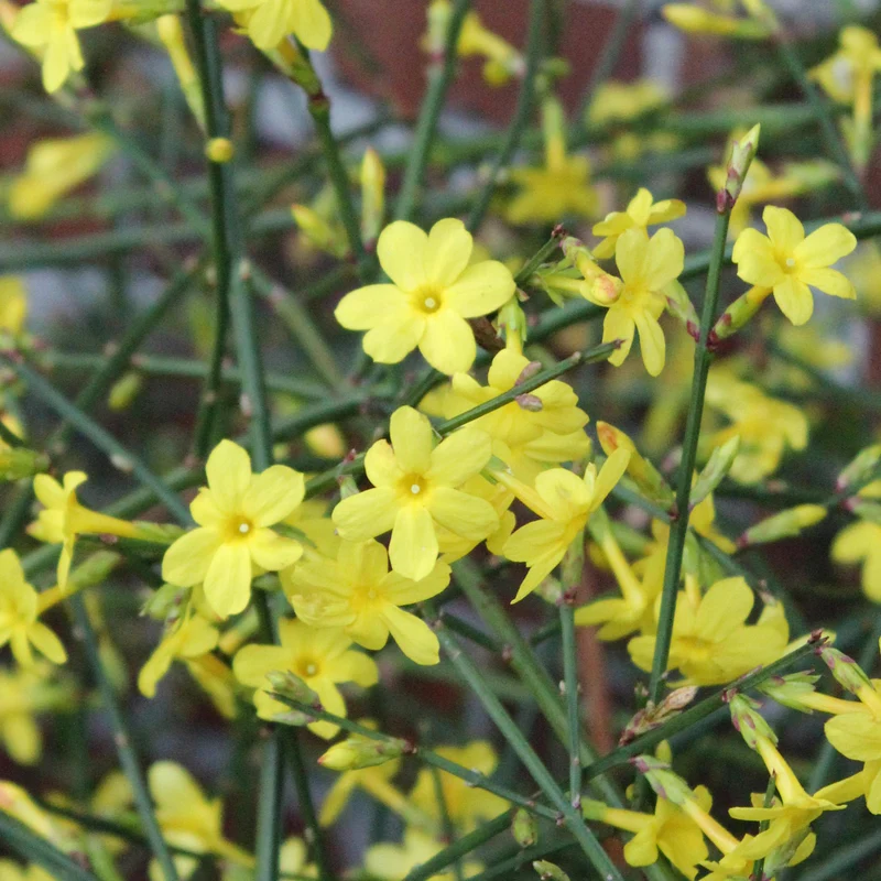Winterjasmin
