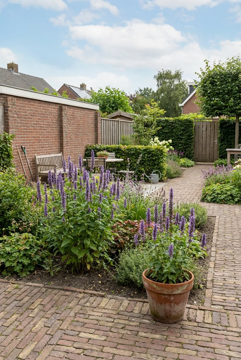 Süßholzpflanze (Agastache 'Blue Fortune')