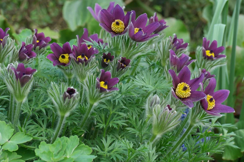 Küchenschelle (Pulsatilla vulgaris)