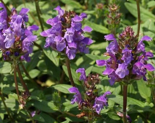 Bienenstock (Prunella grandiflora)