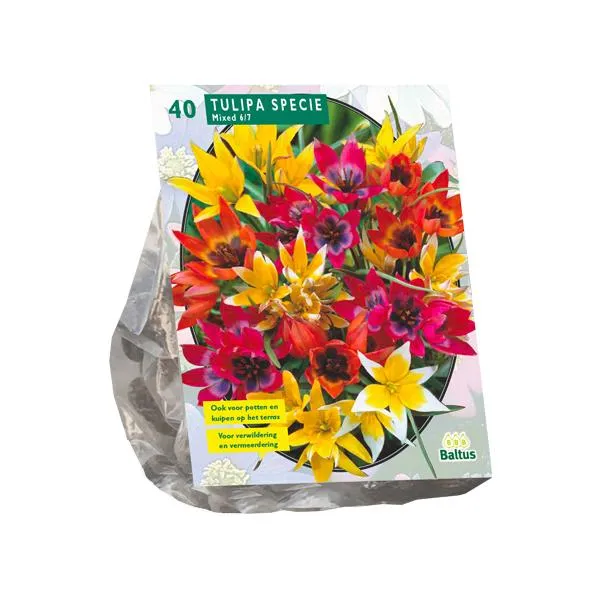 Tulpenartenmischung – 40 Stück