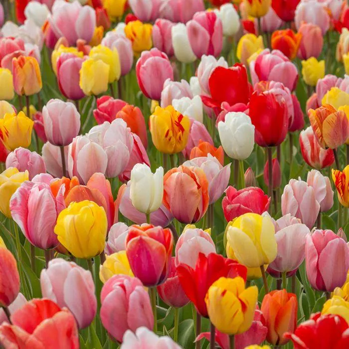 Tulipa Viridiflora Mix - 25 Stück