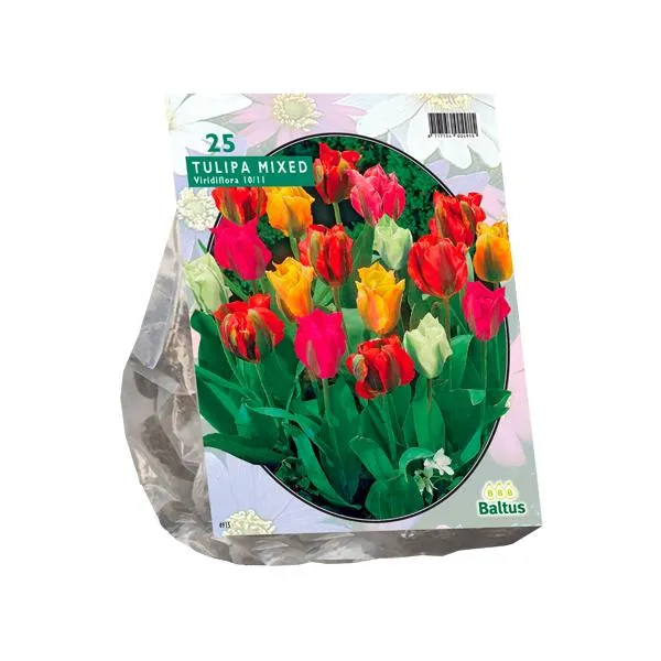 Tulipa Viridiflora Mix - 25 Stück