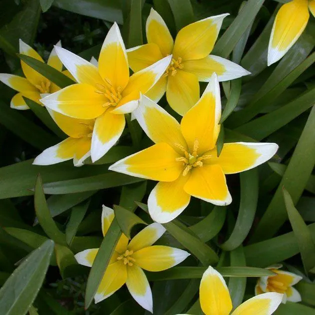 Tulipa Tarda - 50 Stück