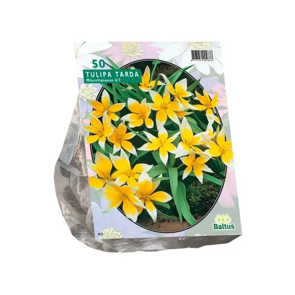 Tulipa Tarda - 50 Stück