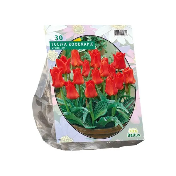 Tulipa Rotkäppchen, Greigii - 25 Stück