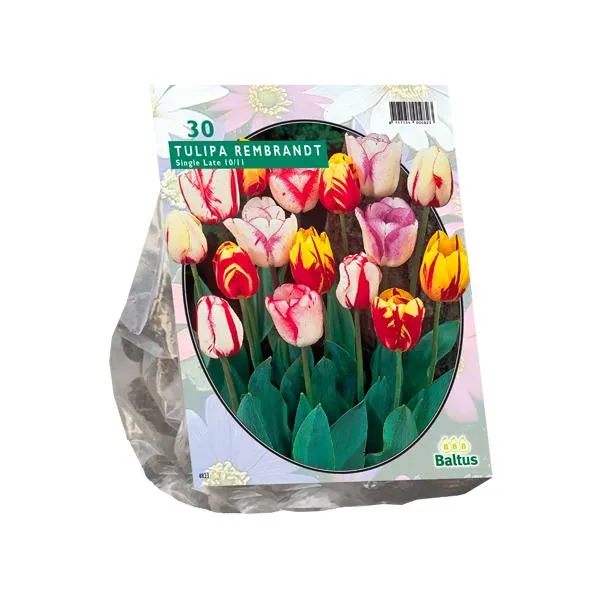 Tulipa Rembrandt Mix - 20 Stück