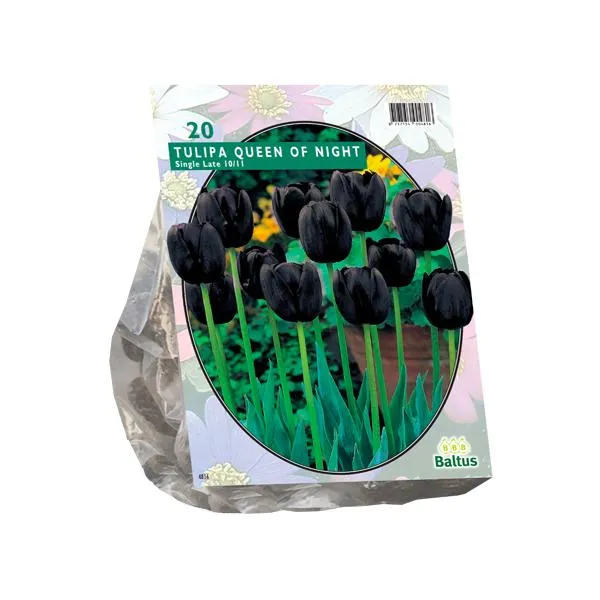 Tulipa Queen of Night, Single Late - 15 Stück