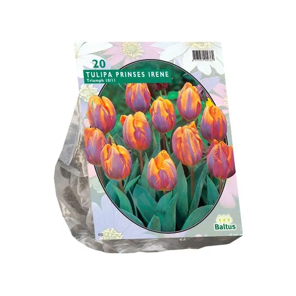 Tulipa Princess Irene, Triumph - 20 Stück