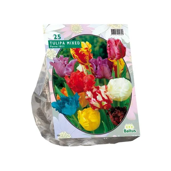 Tulipa-Sittich-Mix – 20 Stück