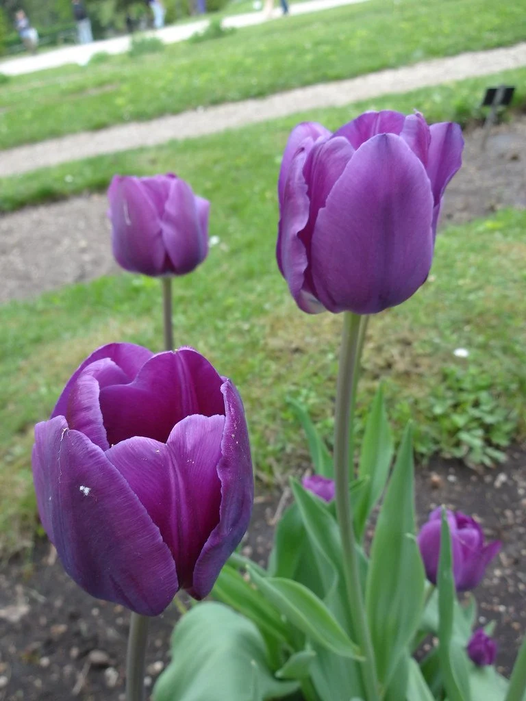 Tulipa Negrita, Triumph - 20 Stück
