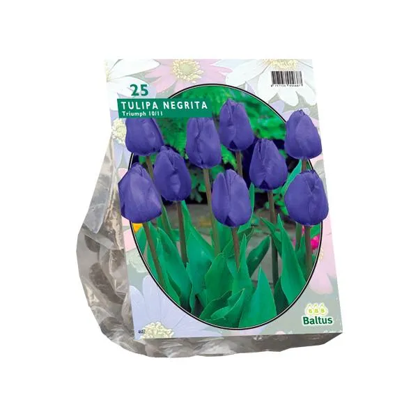 Tulipa Negrita, Triumph - 20 Stück