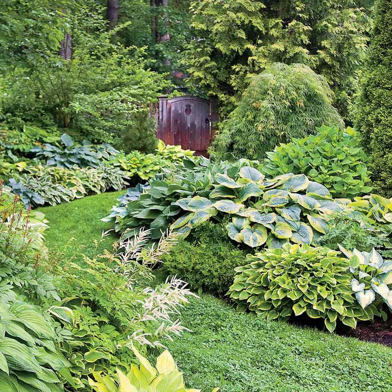 Hosta Seeds (Hosta Mix Plant Seeds) - Hardy Perennial Mix for Shade Gardens