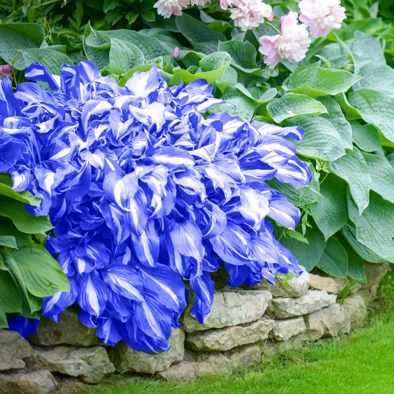 Blue Hosta Plants, Perennial Hosta Seeds for Outdoor Garden Shade, Easy to Grow And Plant