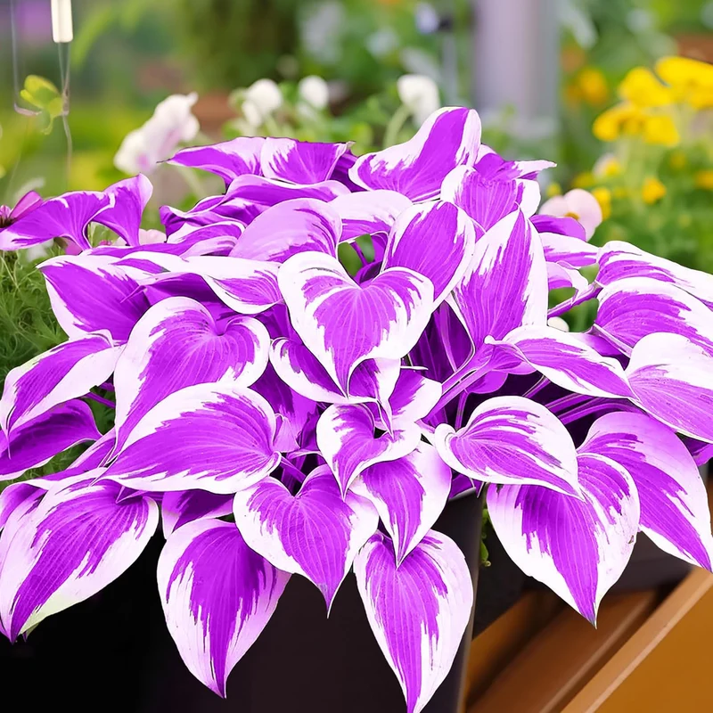 Purple Hosta Seeds, Perennial Hosta Plants for Outdoor Gardens, Low Maintenance And Easy to Grow