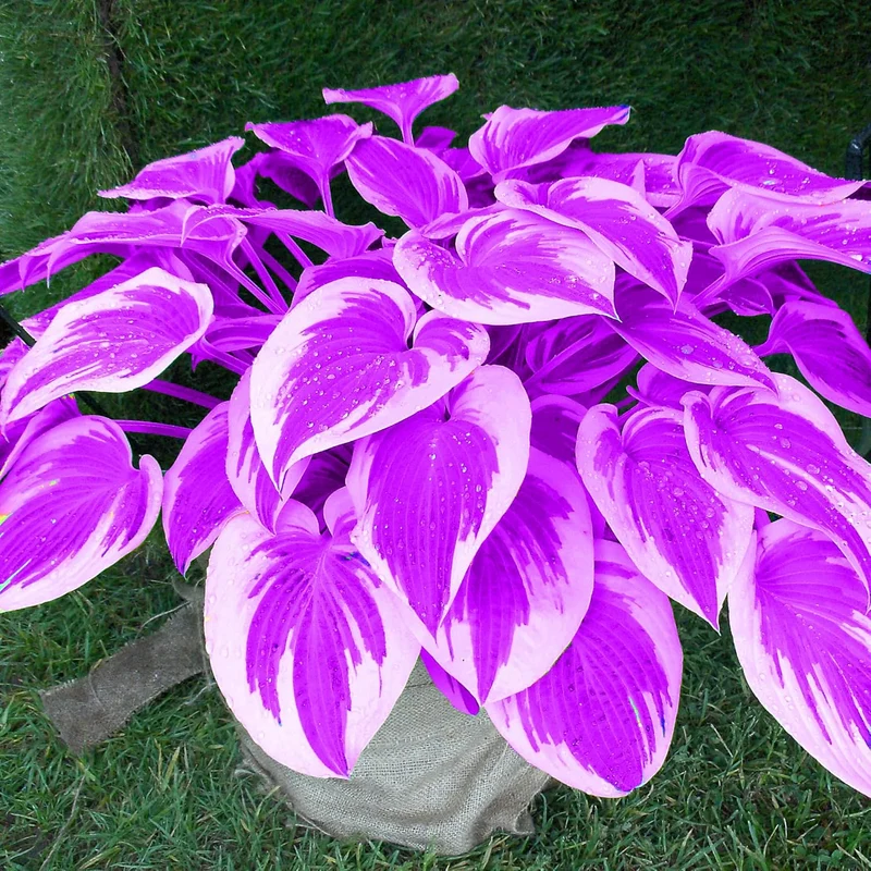 Purple Hosta Seeds, Perennial Hosta Plants for Outdoor Gardens, Low Maintenance And Easy to Grow