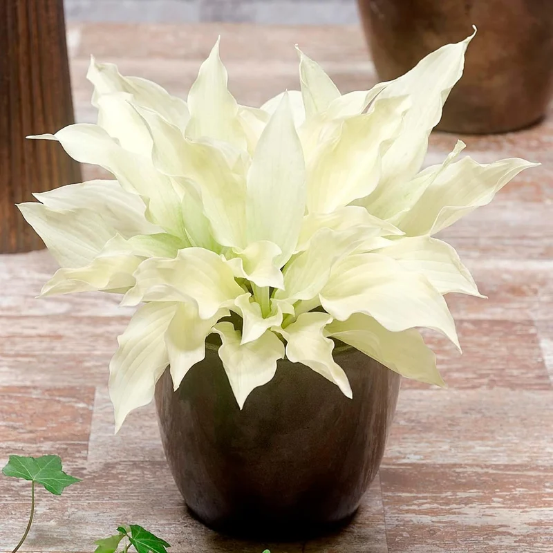 White Feather Hosta Seeds – Plantaginea Fragrant Shade Garden Variety