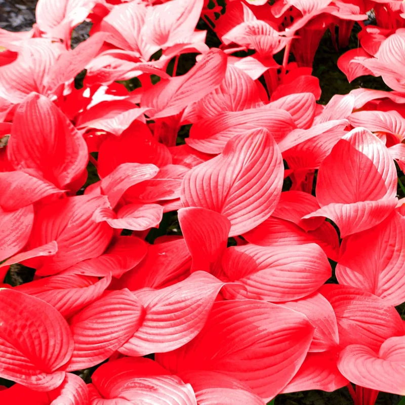 Red Hosta Seeds Ans Perennial Shade Loving Plants for Indoor And Outdoor Gardens, Pollinator Friendly And Low Maintenance