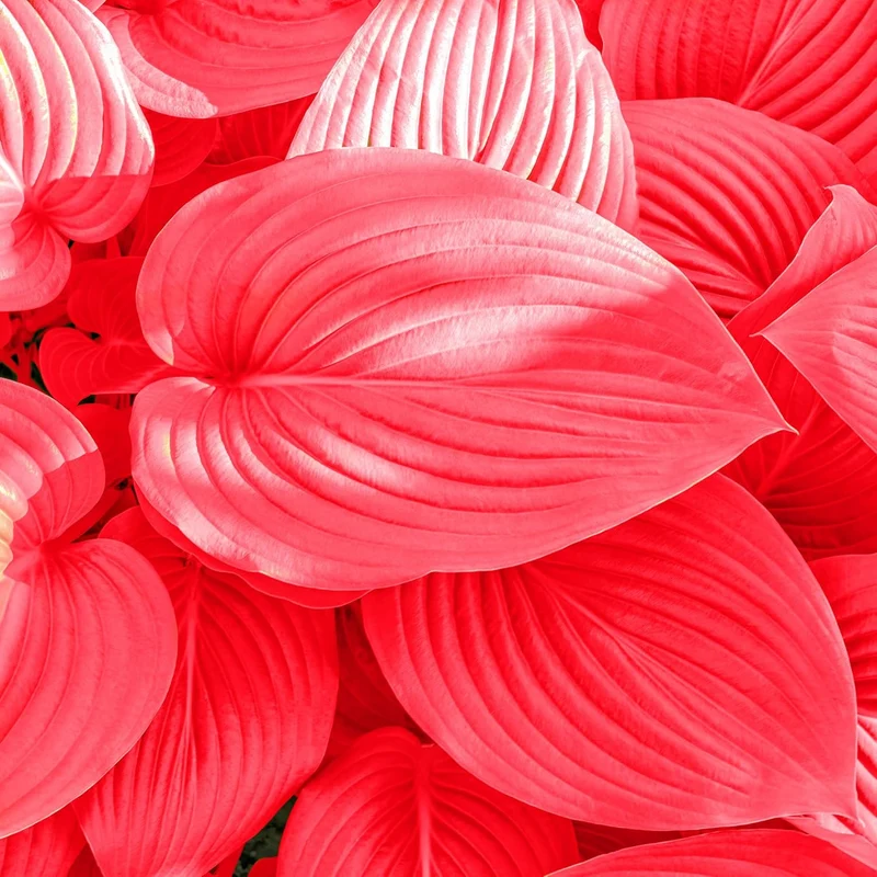 Red Hosta Seeds Ans Perennial Shade Loving Plants for Indoor And Outdoor Gardens, Pollinator Friendly And Low Maintenance