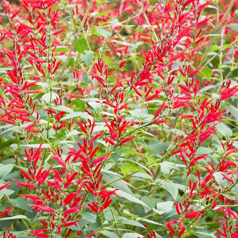 Pineapple Sage Seeds (Salvia Elegans) Edible Leaves Amd Flowers, Attracts Hummingbirds, Fragrant, Perennial Annual for Indoor Outdoor Containers And Borders