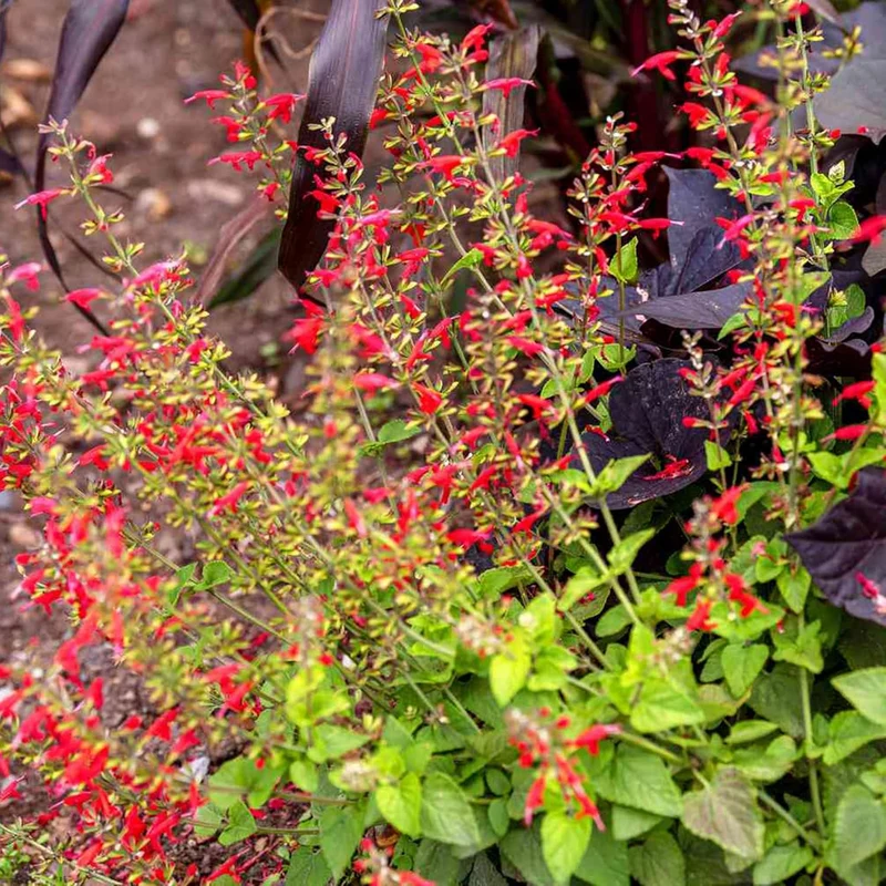 Pineapple Sage Seeds (Salvia Elegans) Edible Leaves Amd Flowers, Attracts Hummingbirds, Fragrant, Perennial Annual for Indoor Outdoor Containers And Borders
