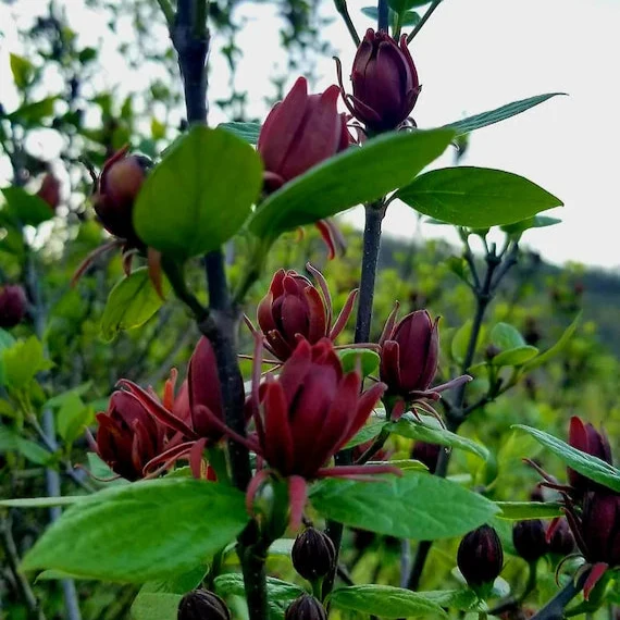 Calycanthus floridus Seeds – Eastern Sweetshrub & Carolina Allspice for Fragrant Outdoor Shrubs
