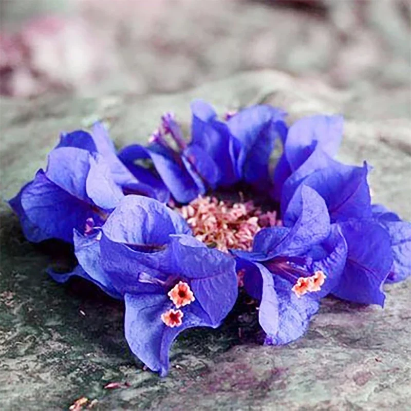 Blue Bougainvillea Spectabilis Seeds for Planting Vibrant Showy Bracts