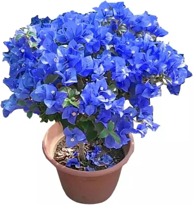 Blue Bougainvillea Spectabilis Seeds for Planting Vibrant Showy Bracts