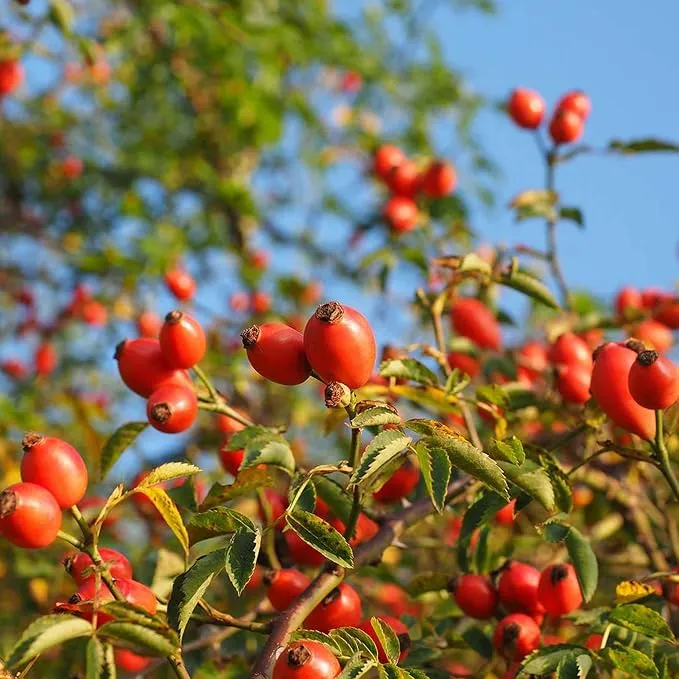 Rose Hip Seeds – Rugosa Rose Shrub Seeds for Herbal Teas, Jams & Outdoor Planting