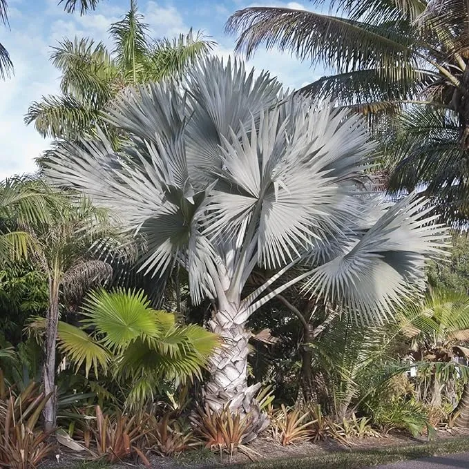 Bismarck Palm Seeds, Bismarckia Nobilis, Low Maintenance And Drought Tolerant, Tree Seeds