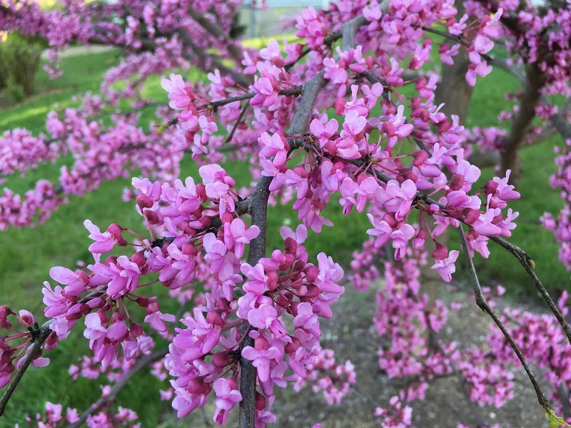Eastern Redbud Tree Seeds – Cercis canadensis Ornamental Spring Blooms