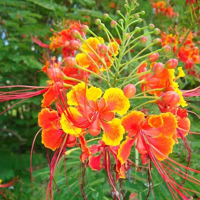 Red Bird of Paradise Seeds – Heat-Tolerant, Fast-Growing Ornamental Plant