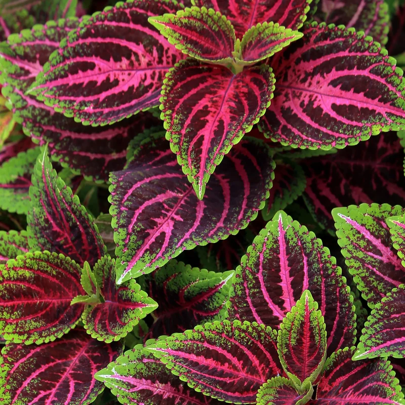 Black Dragon Coleus Seeds Beautiful Ecstatic Flower Seeds for Bonsai Garden