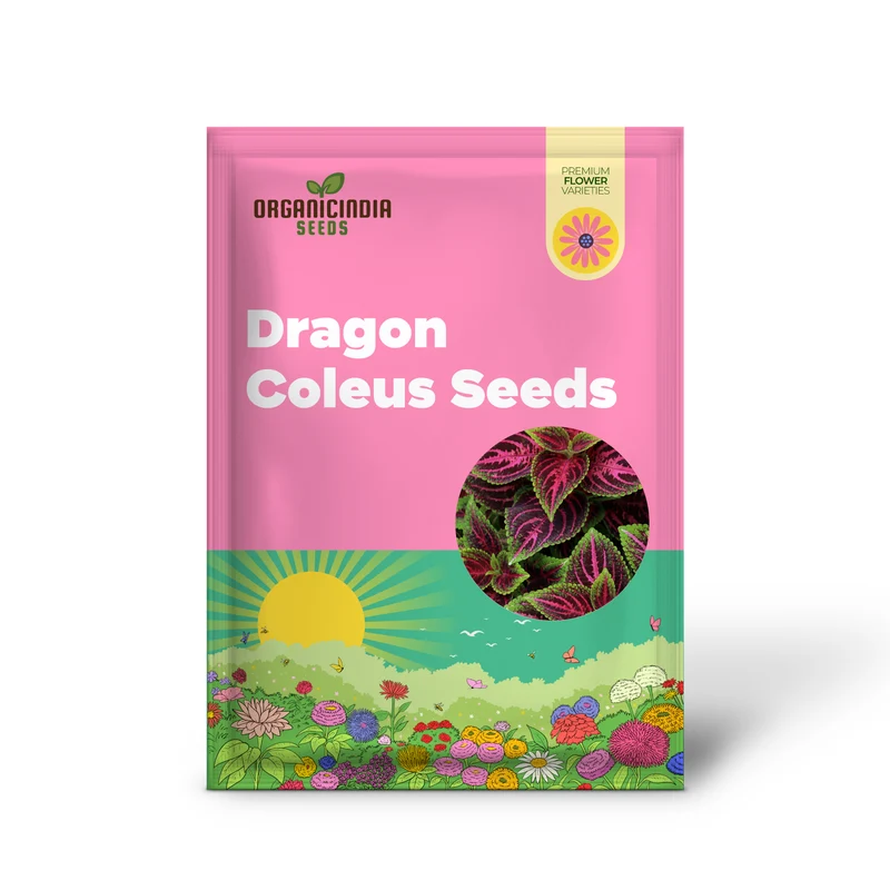 Black Dragon Coleus Seeds Beautiful Ecstatic Flower Seeds for Bonsai Garden