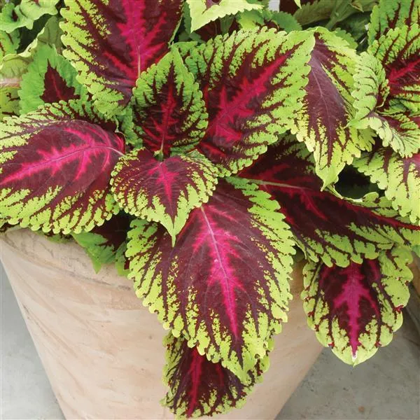 Black Dragon Coleus Seeds Beautiful Ecstatic Flower Seeds for Bonsai Garden
