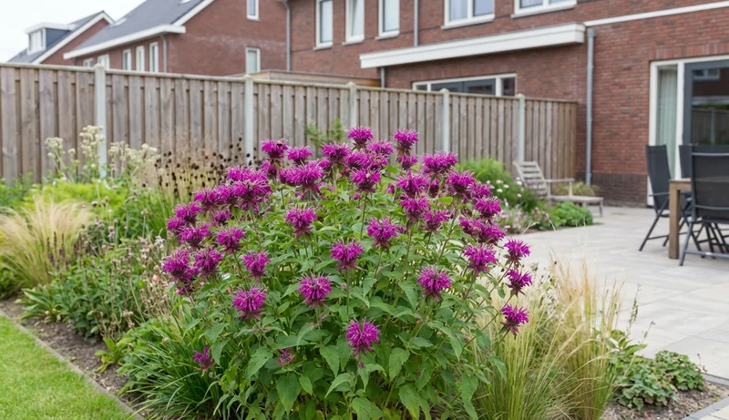 Bergamottenpflanze (Monarda 'Prärienacht')